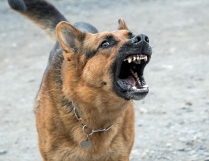 Are Dogs Actually Vicious? The Truth Behind Dog Attacks