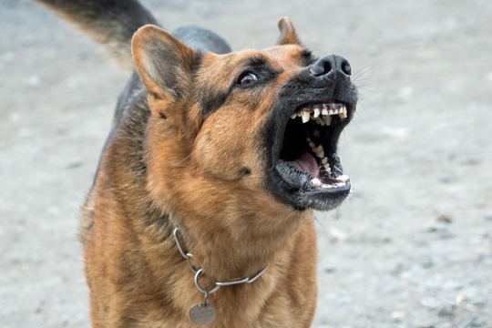 Are Dogs Actually Vicious? The Truth Behind Dog Attacks