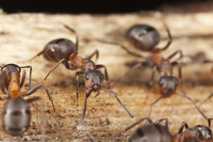 Top 5 Pests To Look Out For and How To Get Rid Of Them
