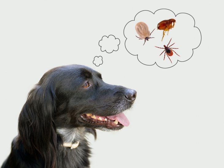 A Comprehensive Guide To Get Rid of Fleas