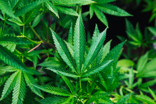 5 Major Benefits of Cannabis as an Alternative Medicine