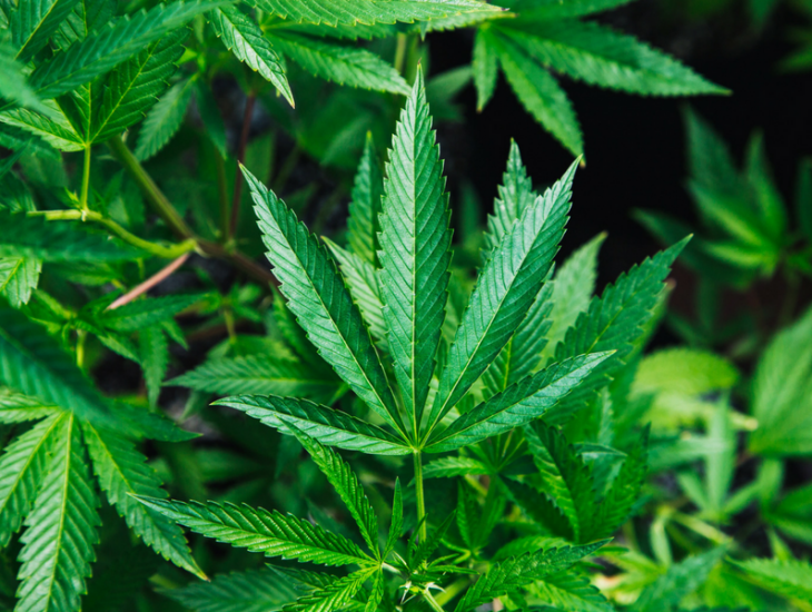 5 Major Benefits of Cannabis as an Alternative Medicine