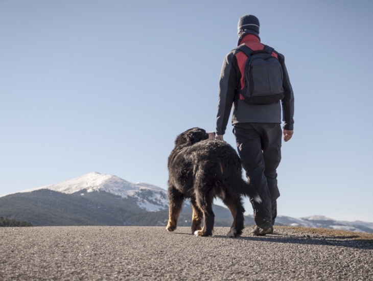 Travels With (and Without) Your Dog